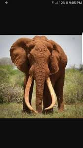 Pin By Frik Verster On Eliphants Elephant Tattoos Elephant Animals