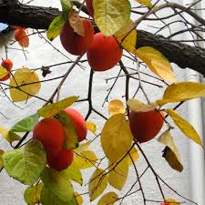 One man leaves the group and moves rapidly to the persimmon tree. 2 3 Year Old Hachiya Persimmon Tree