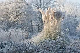 Gartentipps Im Januar Mein Schoner Garten Garten Ziergarten Gartentipps