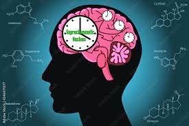 The Circadian Rhythms Are Controlled By Circadian Clocks Or Biological  Clock These Clocks Tell Our Brain