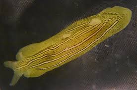 Image result for Phyllorachis