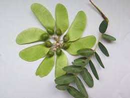 Image result for Tipuana