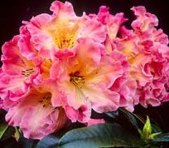 Plant Descriptions Trees To Plant Rhododendron Plant Amazing Flowers