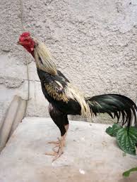 2.9 ayam bangkok wido atau jalak 2.10 ayam bangkok mathai persilangan burma dan thailand 101 Gambar Ayam Wido Jalak Hd Gambar Pixabay