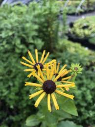 Jun 07, 2021 · a much underused coneflower is rudbeckia subtomentosa, best represented by a variety named henry eilers. Bol Com 6 X Rudbeckia Subtomentosa Henry Eilers Zonnehoed P9 Pot 9 X 9cm Dima Vaste