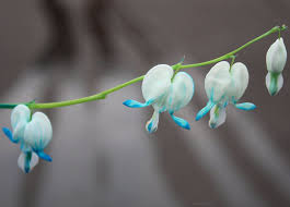 Check spelling or type a new query. Pin On Bleeding Hearts