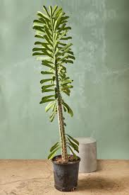 Image result for Euphorbia dedzana