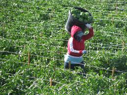 Read more… feel free to use and share this content, but please do so under the conditions of our creative commons license and our rules for use. Bell Pepper Farmers To Make Sh1 3m Per Acre In 75days With A New Variety