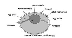 Want to discover art related to eggs? Structure Of Fertilized Egg Download Scientific Diagram