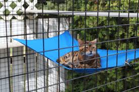 Even if you have an indoor cat, sometimes the outdoors call! Catios Everything You Need To Know Catio World
