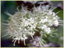 Image result for Pavetta schumanniana