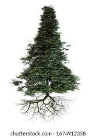 Fir Tree Roots Images Stock Photos Vectors Shutterstock