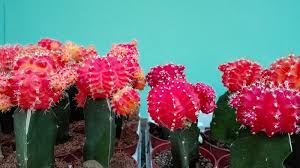 The colorful top half of the plant, which is what. Gymnocalycium Mihanovichii Moon Cactus The Tilth