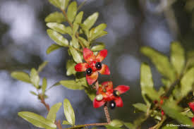 Image result for Ochna manikensis