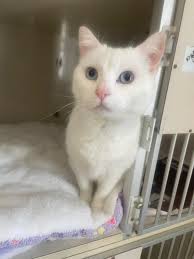 Profile for Vernon Township Animal Control