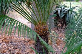 Image result for Cycas thouarsii