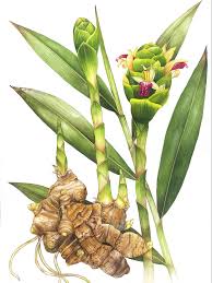 Image result for Zingiber