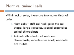 We did not find results for: Cell Size Ppt Download
