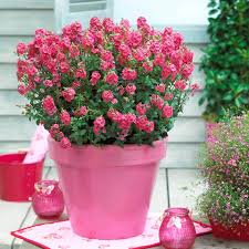 Image result for Diascia