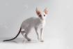 The Rexphiles Cornish Rex rescue