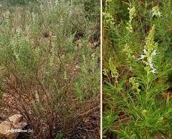 Image result for Syncolostemon linearis