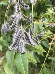 Nests in our black walnut tree. Walnut Caterpillar Horticulture And Home Pest News
