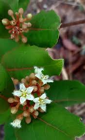 Image result for Psorospermum febrifugum