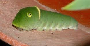 The caterpillar with a crown of spikes is a tailed emperor, polyura sempronius. Dirt Doctor Library Topics
