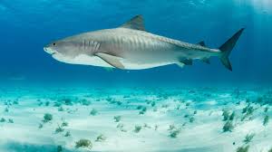 Tiger sharks are aggressive predators, famous for eating just about anything they find or are able to capture. 11 Facts About Tiger Sharks Mental Floss