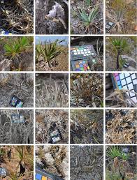 Image result for Velloziaceae