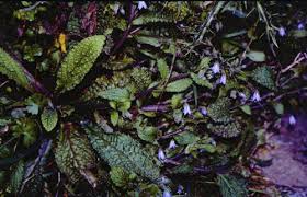 Image result for Cordia torrei