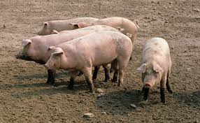 Image result for pig