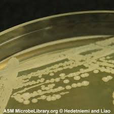 Pin On Microorganism