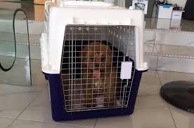 Sembawang quarantine station offers the best dog quarantine in singapore. Avs Homepage
