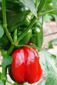 This field is for validation purposes and should be left unchanged. Bell And Chili Peppers Agricultural Marketing Resource Center
