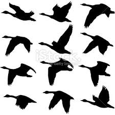 Black And White Goose Silhouette A Collection Of Unique Canadian Goose Silhouettes 12 Unique Goose Tattoo Canadian Goose Illustration
