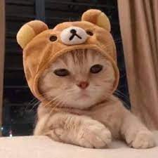Cool Cat In Hat Photo Cute Cats And Dogs Cute Cat Wallpaper Baby Cats