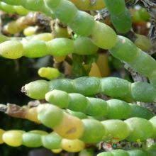 Image result for Sarcocornia perennis