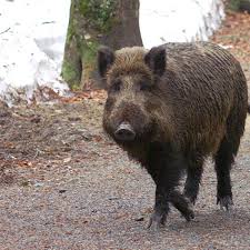 Wild boar (sus scrofa), also known as wild pig, is a species of the pig genus sus, part of the biological family suidae. More Than One In Three Wild Boar In Germany Are Too Radioactive To Eat The Verge