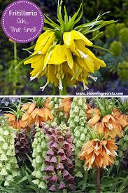 Welcome back june and madge, the suburbanites, as. Fritillaria Sometimes Known As Mission Bells Is A Spring Flowering Bulb There Are More Than 100 Varieties Spring Flowering Bulbs Unique Plants Growing Flowers