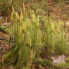 Image result for Lycopodium