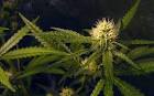 Image result for pole and dagga houses