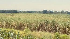 Noticiaslasbrevesmx - Informan en riesgo los cañaverales de Veracruz? Ya  suma 10 mil hectáreas afectadas; presentan amarillamiento. El  amarillamiento de la caña de azúcar mantiene afectadas 10 mil hectáreas en  Veracruz, informó