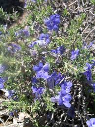 Image result for Aptosimum albomarginatum