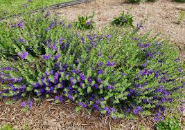 Image result for Scutellaria violascens