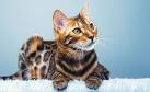 Cat Breeds with Pictures - Different Breeds of Cat Information