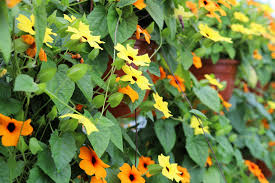 Image result for Thunbergia racemosa