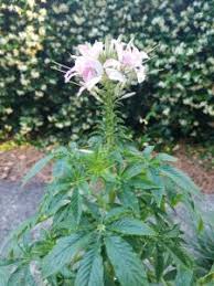 Image result for Cleome macrophylla