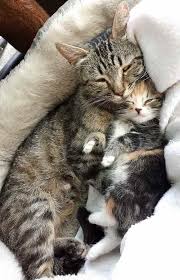 Jul 08, 2020 · 7 reasons why a mother cat ignores her kittens. Cat Mom Loves Baby Kitten Novocom Top