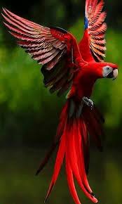 Red Wing Macaw Macaw Parrot Bird Animal Wildlife Pet Nature Photography Papaganlar Hayvanlar Guzel Kuslar